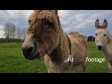 Donkey CU 2823